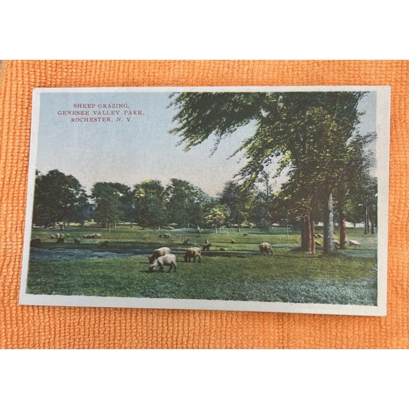 Postcard- Sheep Grazing Genesee Valley‎ Park Rochester NY Unposted - Picture 1 of 2